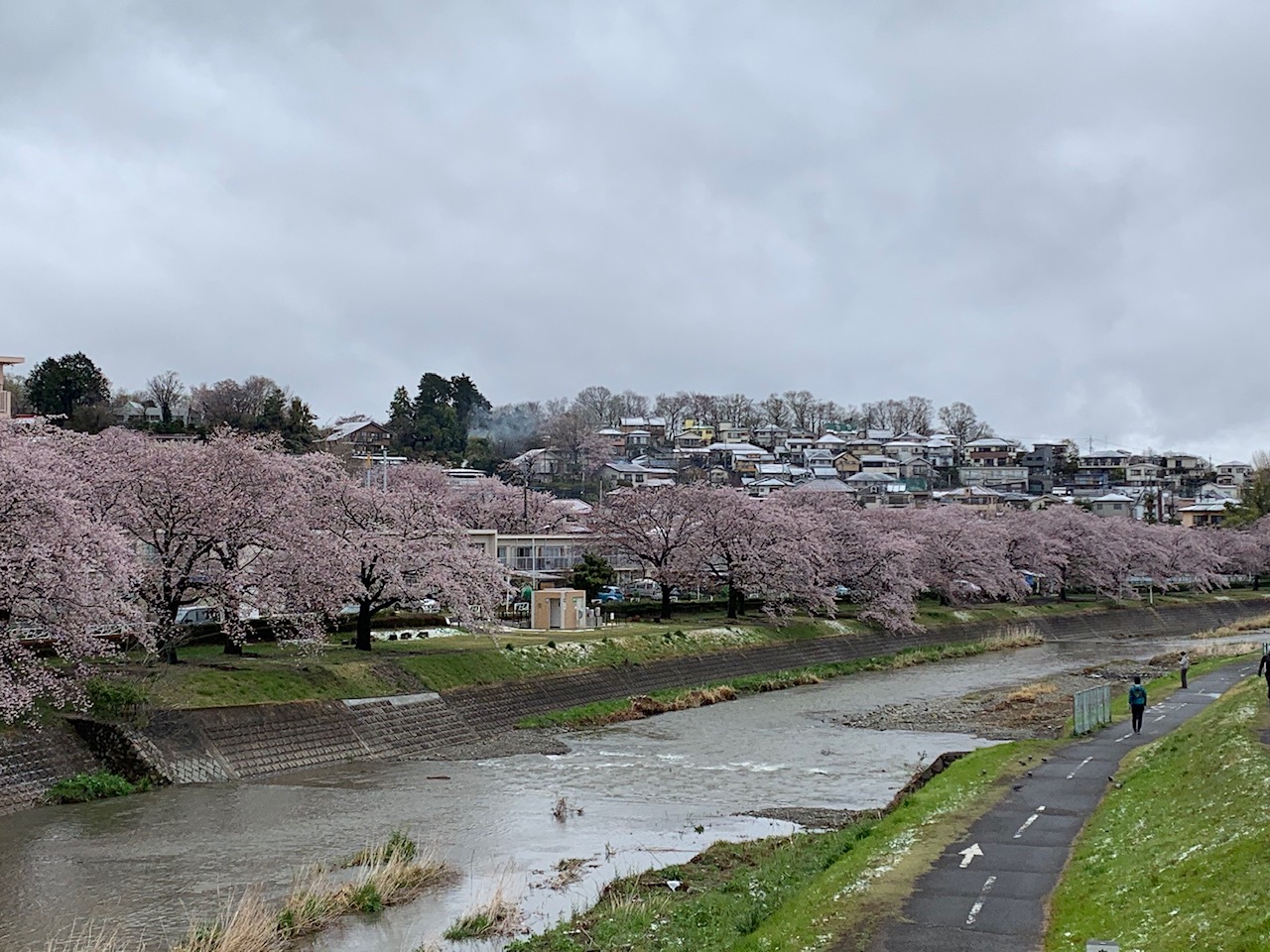 西八王子の桜の名所 西八王子駅 にしはち鍼灸整骨院 接骨院